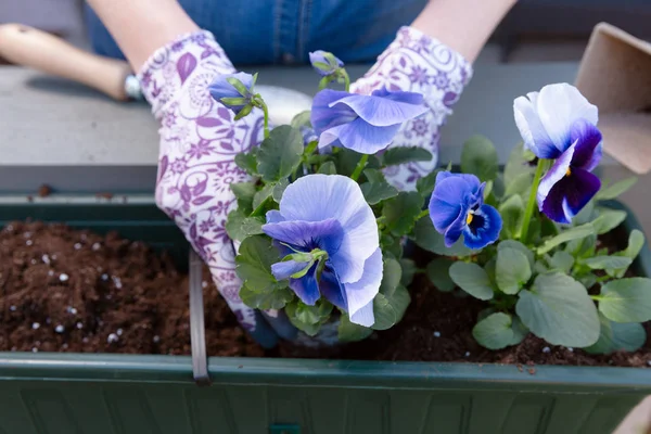 Jardineros Manos Plantando Flores Maceta Con Tierra Tierra Contenedor Terraza — Foto de Stock