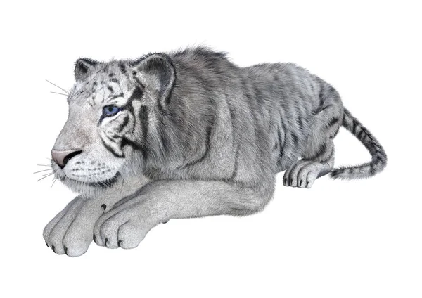 Візуалізація Білого Тигра Ізольовано Білому Тлі — стокове фото
