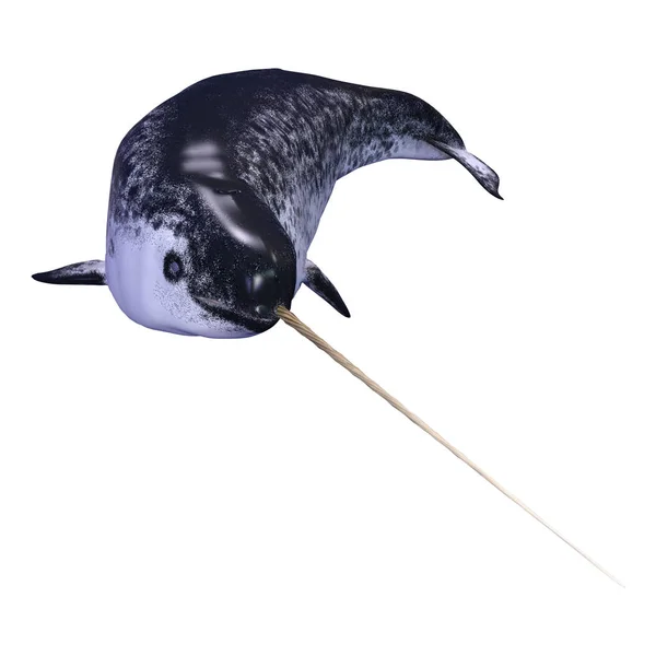 Rendering Male Narwhal Monodon Monoceros Narwhale Isolated White Background — Stock Photo, Image