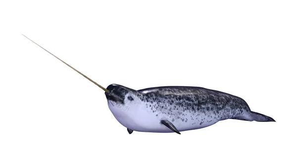 Rendering Van Een Mannelijke Narwal Monodon Monoceros Narwhale Geïsoleerd Witte — Stockfoto