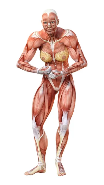 Rendering Female Figure Muscle Maps Isolated White Background — Stock Photo, Image