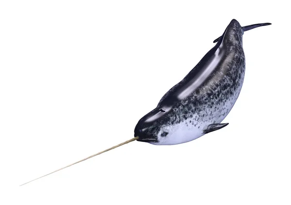 Rendering Male Narwhal Monodon Monoceros Narwhale Isolated White Background — Stock Photo, Image