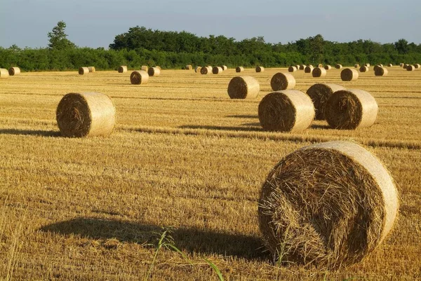 Balle Foin Dans Champ Récolte Italie — Photo