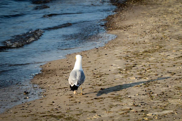 A seagull on the beach at the baltic sea. The birds gull the sea.