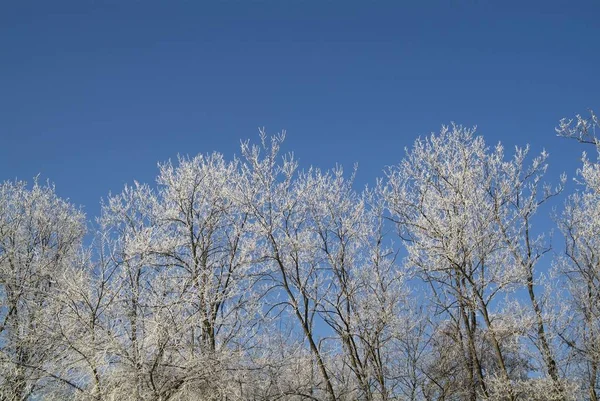 在意大利的蓝天上 在树枝上的霜 — 图库照片