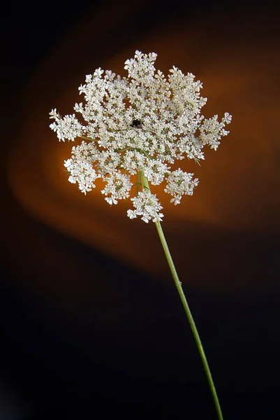 Blühende Weiße Blütenknospen Nahaufnahme Makro Mit Schwarzem Hintergrund — Stockfoto