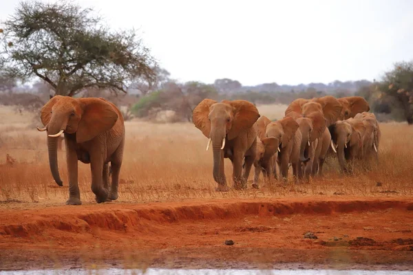 Manada Errante Elefantes — Fotografia de Stock