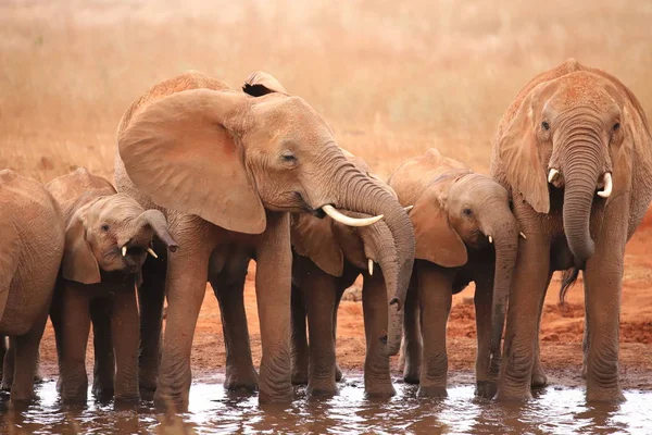 Grupp Elefanter Vid Ett Vattenhål Kenya — Stockfoto