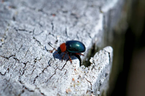 Los Escarabajos Una Variedad Colores Formas Son Insectos Que Enriquecen —  Fotos de Stock