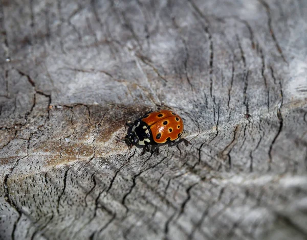 Une Macro Photo Gros Plan Coccinelle — Photo