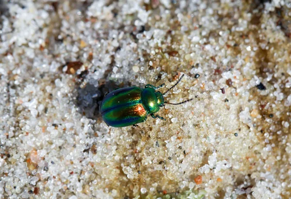 Skalbaggar Mängd Olika Färger Och Former Insekter Som Berikar Vår — Stockfoto