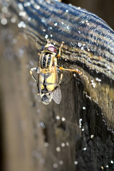 Detalhes Uma Mosca Macro Uma Mosca — Fotografia de Stock