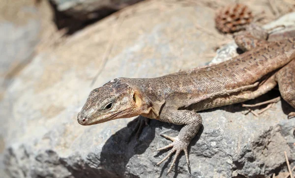 Detalhe Lagarto Sol Uma Pedra — Fotografia de Stock