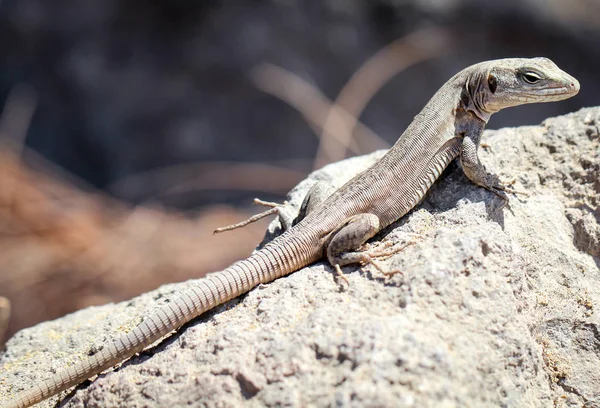 Detalle Lagarto Sol Sobre Una Piedra —  Fotos de Stock