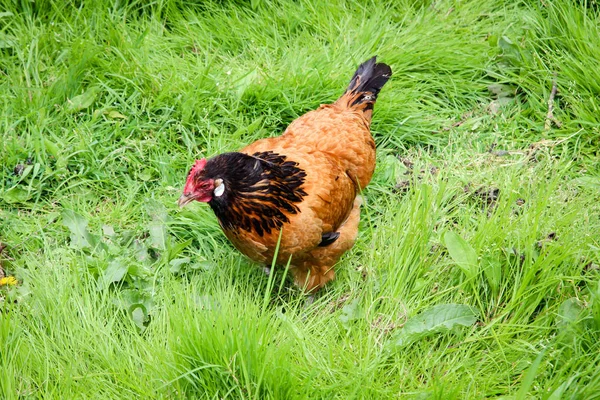 Egy Csirke Ami Szabadon Mozoghat Egy Farmon — Stock Fotó