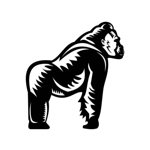 Retro Holzschnitt Illustration Eines Silberrücken Gorillas Der Sich Auf Seine — Stockfoto