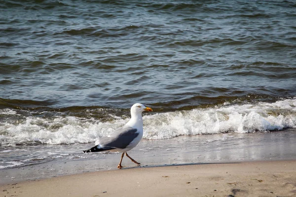 Uma Gaivota Praia Mar Baltico Pássaros Gaivota Mar — Fotografia de Stock