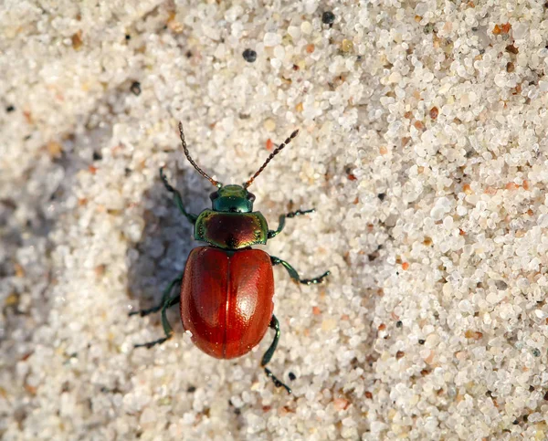 さまざまな色や形のビートルは 環境を豊かにする昆虫です — ストック写真