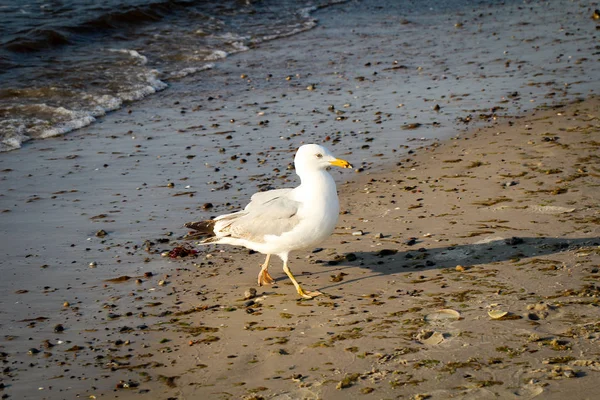 Ένας Γλάρος Στην Παραλία Στη Βαλτική Θάλασσα Πουλιά Καταβροχθίζουν Θάλασσα — Φωτογραφία Αρχείου