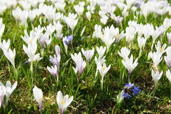 Dziedzinie Pasqueflower Wiosna Góry Kwiaty Wiosnę — Zdjęcie stockowe