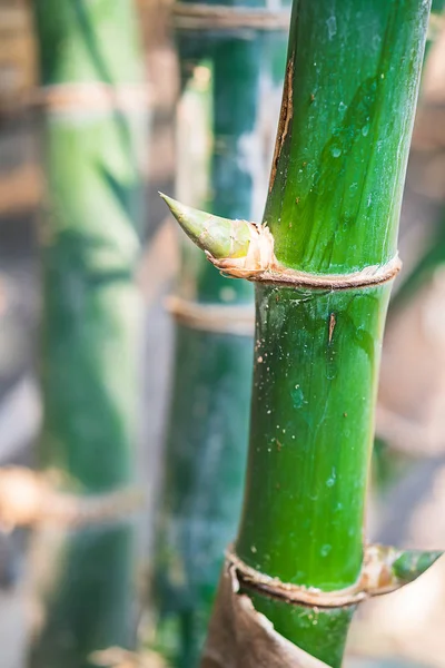 Close Bamboo Tree Tropical Rainforest Thailand — Stock Photo, Image