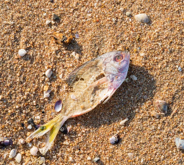Vista Alto Ângulo Peixes Mortos Costa Uma Praia — Fotografia de Stock