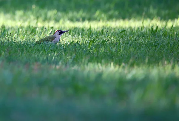 草甸上的翠绿啄木鸟 — 图库照片