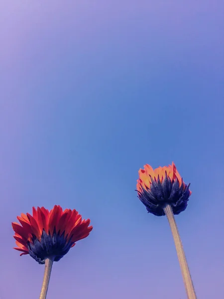 Laranja Pote Calêndula Calêndula Officinalis Flores Céu Azul Claro Fundo — Fotografia de Stock