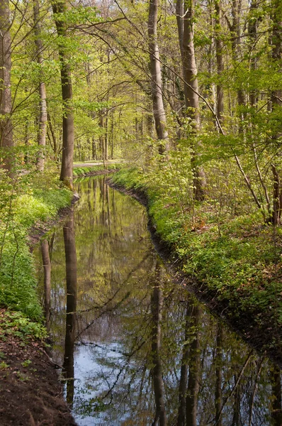 Forest Eilenriede Hannover —  Fotos de Stock