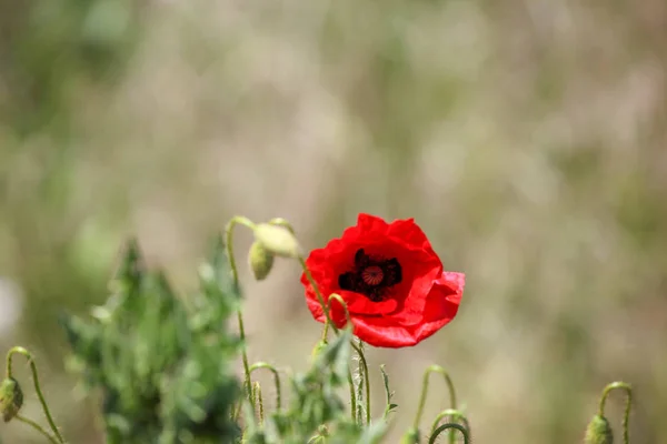 Μια Παπαρούνα Είναι Μια Ανθοφορία Φυτό Στην Υποοικογένεια Παπαβέρικο Της — Φωτογραφία Αρχείου