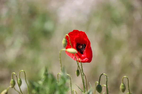 Vista Cerca Hermosas Flores Amapola Silvestre — Foto de Stock