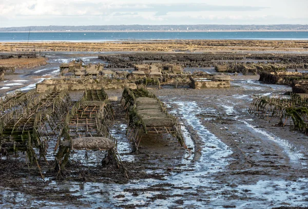 Stiridye Tarlasında Istiridye Yatakları Cancale Brittany Fransa — Stok fotoğraf