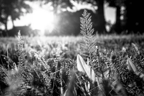 Hierba Los Rayos Luz Fondo Primer Plano Blanco Negro — Foto de Stock