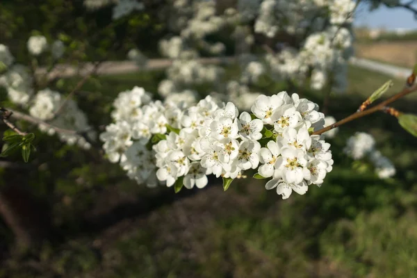 First Spring Flowers Various Fruit Trees — Stock Photo, Image