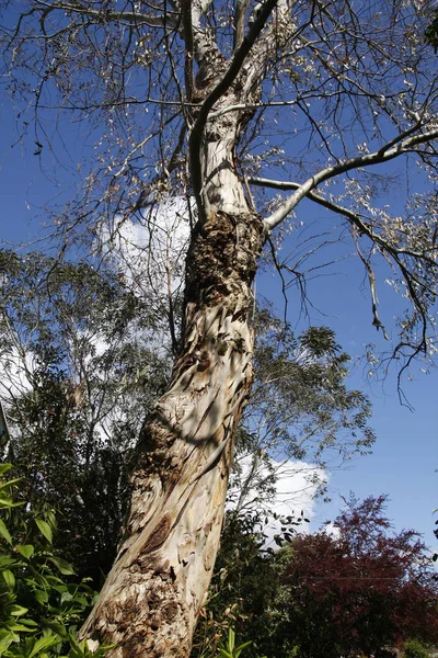 Тасманское Эвкалиптовое Дерево Фоне Голубого Неба Облаками — стоковое фото