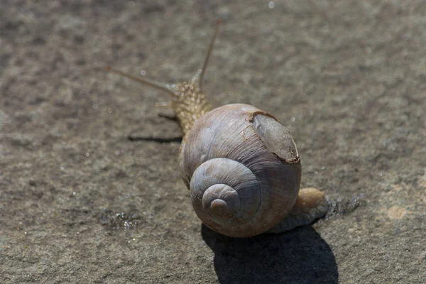 달팽이 나선형 연체동물 — 스톡 사진