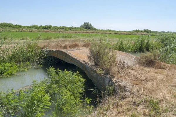 自然地域の小さな橋のある日当たりの良い水辺風景という南フランスのカマルグ — ストック写真