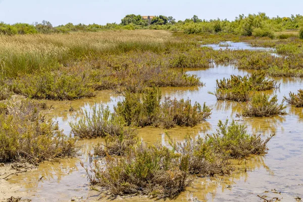 Paesaggio Lungomare Soleggiato Una Regione Naturale Chiamata Camargue Nel Sud — Foto Stock