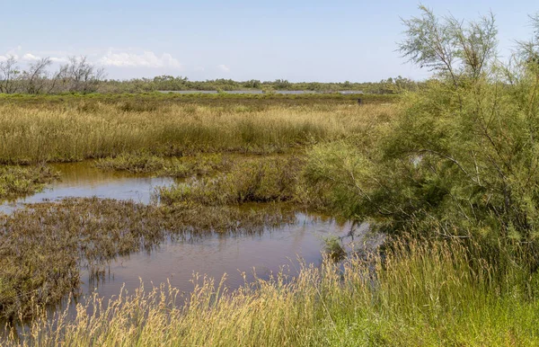 Sunny Pobřežní Scenérie Přírodní Oblasti Názvem Camargue Jižní Francii — Stock fotografie