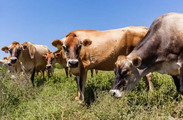 Βοοειδή Γαλακτοπαραγωγά Ζώα Κοντά Αγέλη Κτηνοτροφία Θερινά Πράσινα Λιβάδια — Φωτογραφία Αρχείου