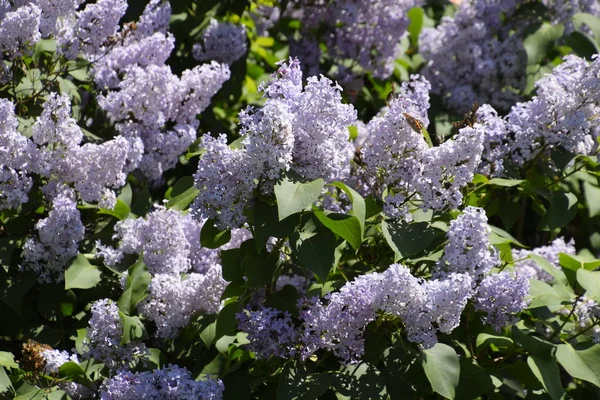 Kwiaty Kwitnące Bzu Piękne Fioletowe Kwiaty Bzu Zewnątrz Lilac Kwiaty — Zdjęcie stockowe