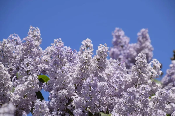 라일락을 야외에서 아름다운 보라색 라일락 나뭇가지에 라일락 — 스톡 사진