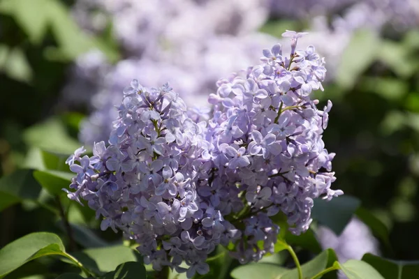 Fiori Che Sbocciano Lilla Bellissimi Fiori Viola Lilla All Aperto — Foto Stock