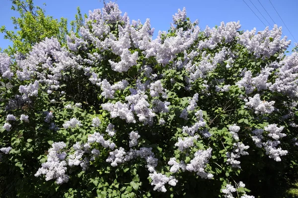 Kwiaty Kwitnące Bzu Piękne Fioletowe Kwiaty Bzu Zewnątrz Lilac Kwiaty — Zdjęcie stockowe