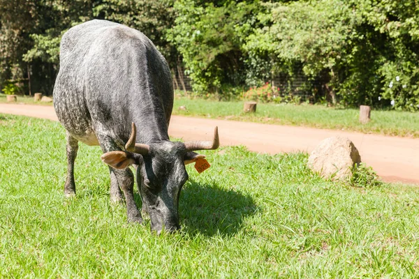 Корови Великої Рогатої Худоби Крупним Планом Випасують Літню Сільську Місцевість — стокове фото