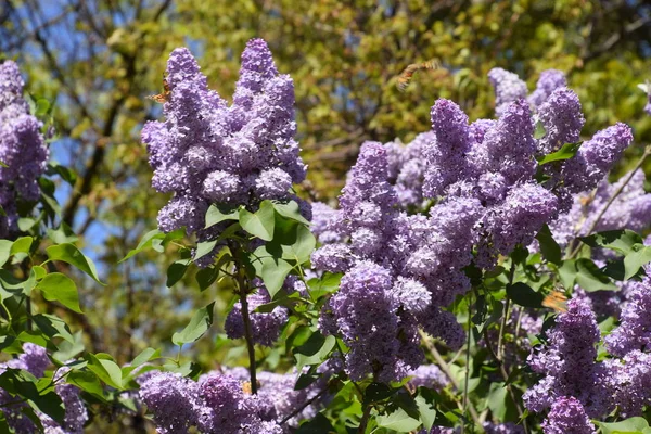 Kwiaty Kwitnące Bzu Piękne Fioletowe Kwiaty Bzu Zewnątrz Lilac Kwiaty — Zdjęcie stockowe