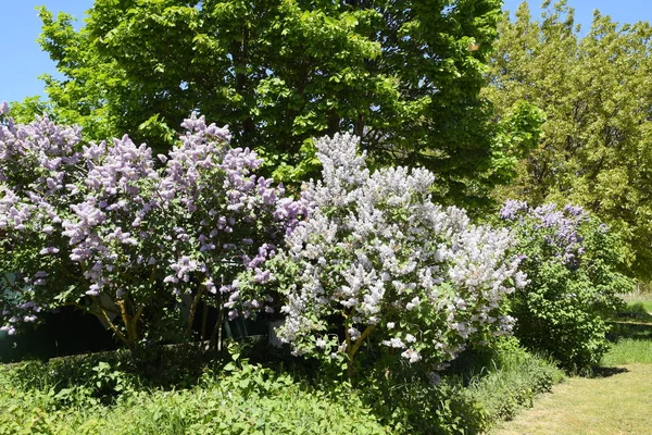 鲜花盛开的丁香 美丽的紫色丁香花户外 树枝上的丁香花 — 图库照片