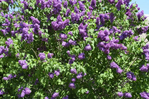 Flowers Blooming Lilac Beautiful Purple Lilac Flowers Outdoors Lilac Flowers — Stock Photo, Image