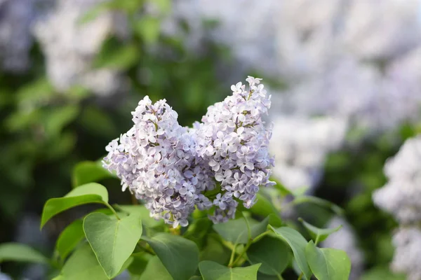 Fiori Che Sbocciano Lilla Bellissimi Fiori Viola Lilla All Aperto — Foto Stock