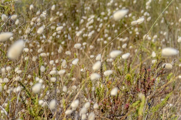 Full Frame Grassy Vegetation Closeup Seen Southern France — Stock Photo, Image